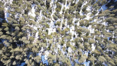 Winter-Forest-Overhead-View