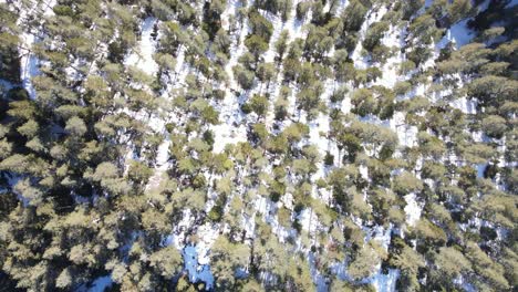 winter forest overhead view