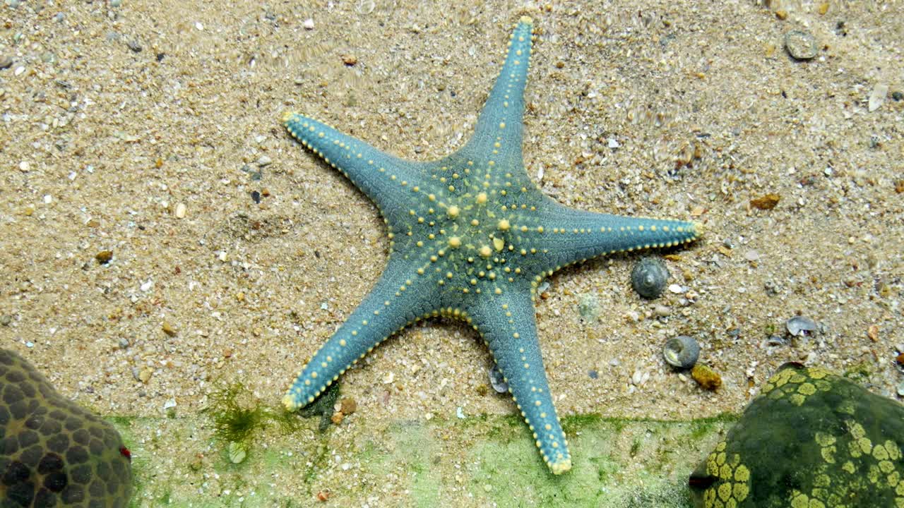 Dive into the vibrant world of a starfish exploring its coral reef habitat.