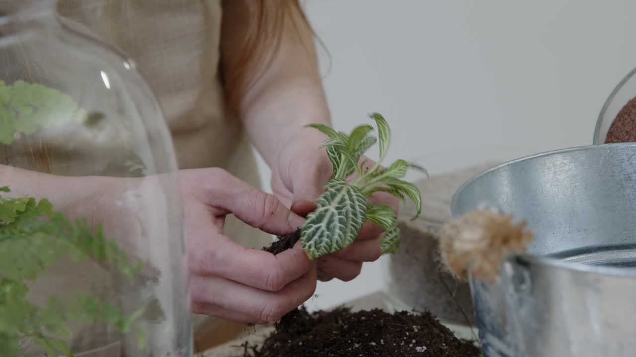 una mujer joven crea un pequeño ecosistema en un terrario de vidrio - preparando la planta nerviosa fittonia - concepto de preservación de la naturaleza - tiro medio