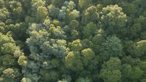 una vista aérea de un denso y vibrante dosel forestal durante el verano