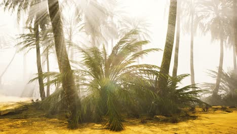 coconut-palms-in-deep-morning-fog