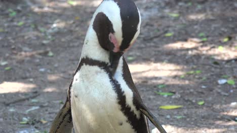 buen primer plano de jackass pingüino de patas negras en una playa en el cabo de buena esperanza sudáfrica