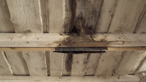 leaking wooden ceiling with huge hole and rotten plank in handheld view