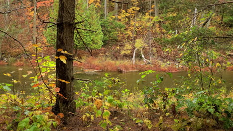 Truck-shot-following-a-flowing-river-from-an-opening-in-the-brush-and-undergrowth-of-a-riverbank,-the-thick-natural-vegetation-currently-changing-color-as-the-season-changes-during-the-Autumn-fall