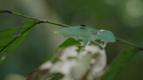 macro shot of an ant walking on top of a leaf in the african rainforest