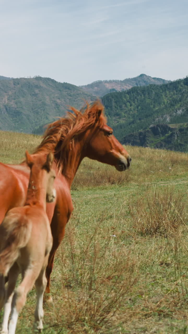 Chestnut horse and cute foal run together along wide pasture slow motion. Healthy animals graze at highland on summer day. Wild nature and ranch habitats