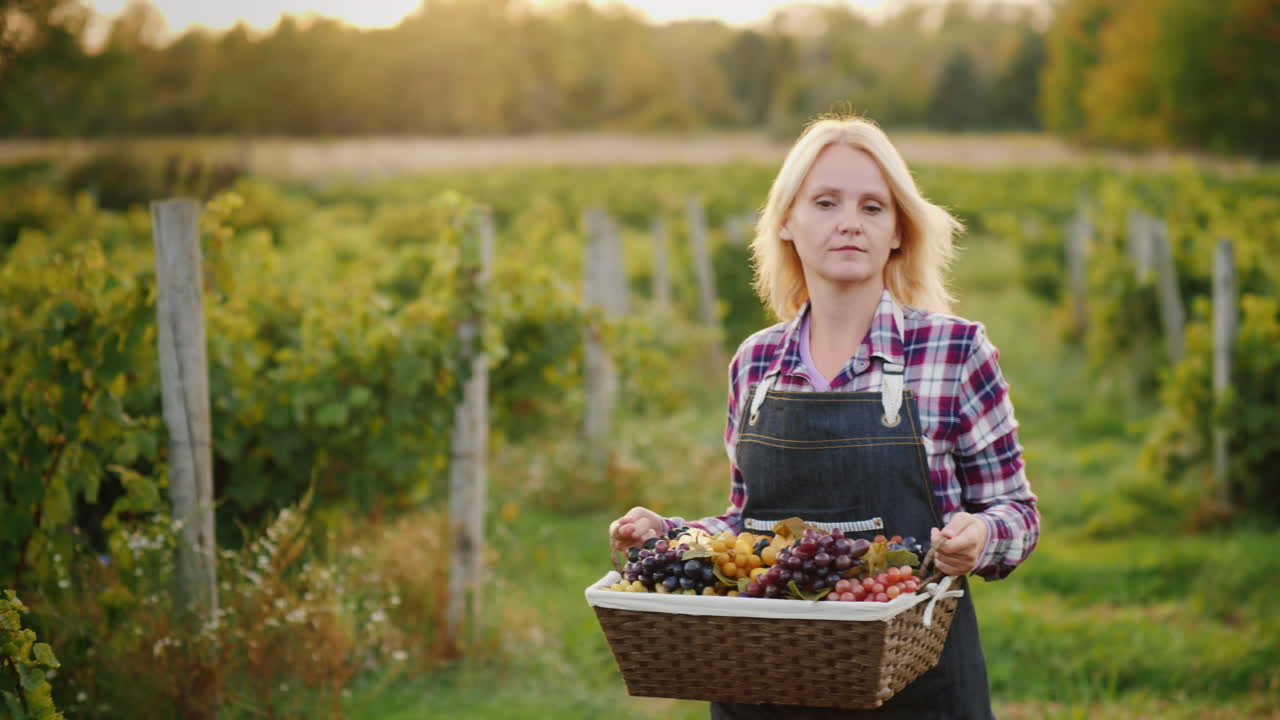 женщина-фермер с корзиной винограда идет по виноградной лозе стедикам кадр