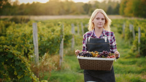 woman farmer with a basket of grapes goes along the vine steadicam shot