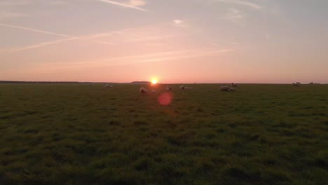 beautiful drone shot during sunrise of sheep herd in grass land in wales. orange sun in the horizon.