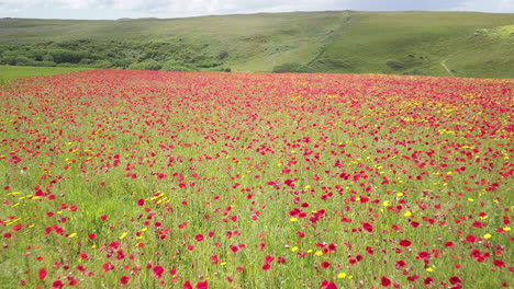 Schöne-Felder-Mit-Roten-Und-Gelben-Mohnblumen-In-Der-Nähe-Von-Polly-Joke-Beach-In-Cornwall,-England,-Uk