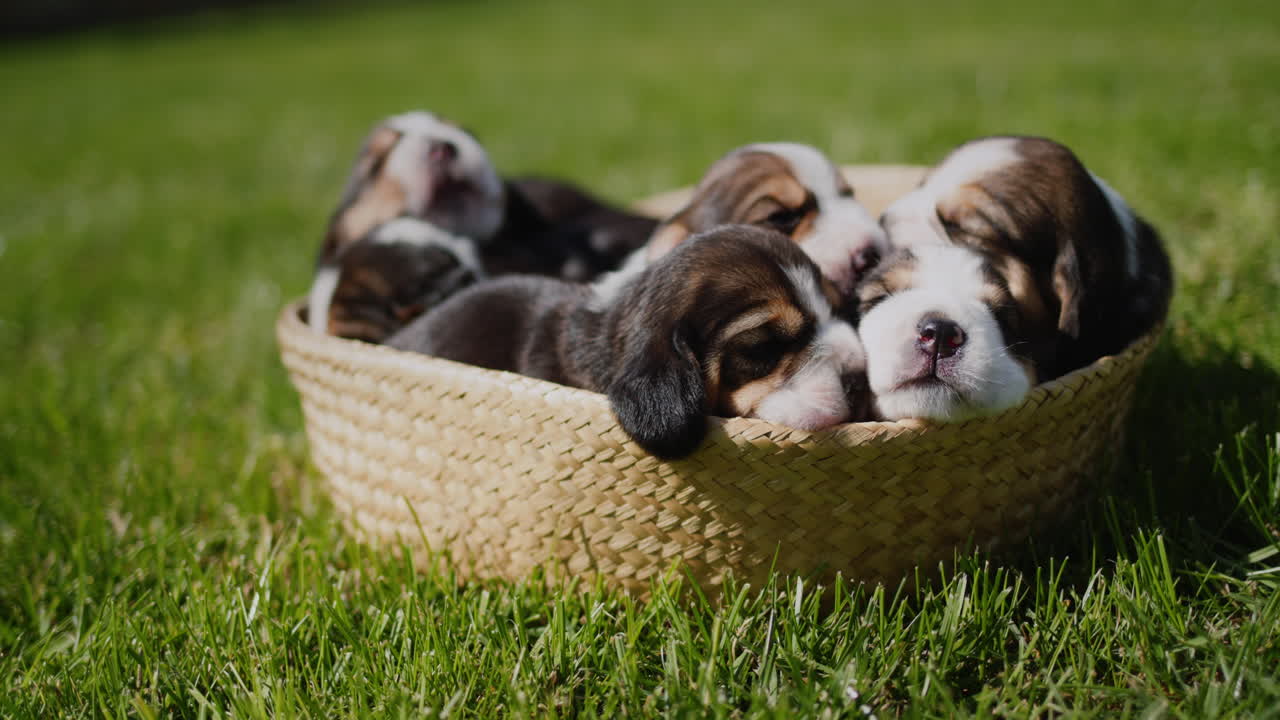Basket with cute beagle puppies on green lawn