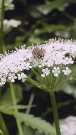 Video-Vertical-Primer-Plano-De-Abeja-En-Flor-Recolectando-Néctar-Campo-Del-Reino-Unido-3