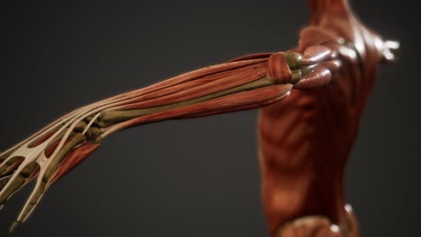 sistema muscular de animación del cuerpo humano