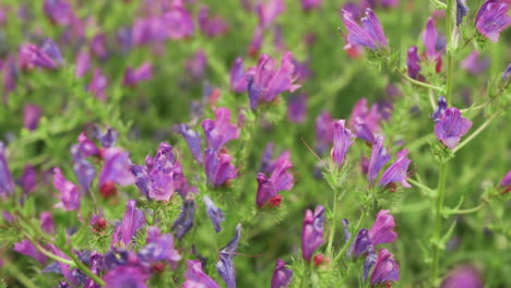 closeup of worker bee entering purple flower chamber to pollinate