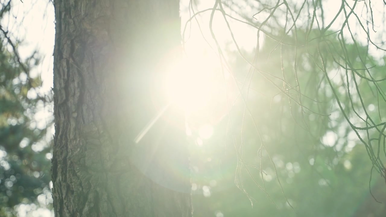 Luz solar brilhando atrás de uma árvore na floresta durante a manhã ou tarde de verão. Luz de cor quente criando um reflexo de lente. Trilha de caminhada tranquila ou local de acampamento ao ar livre na natureza. Pinheiro europeu.