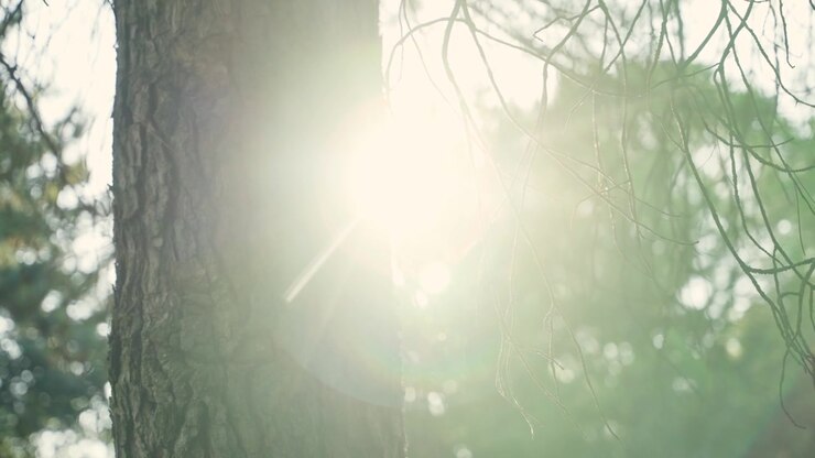 Sunlight shining behind tree in forest during morning or afternoon during summer. Warm color light creating lens flare. Peaceful hiking trail or camping site outdoors in nature. European pine tree
