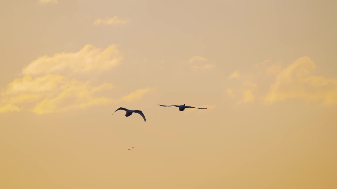 오렌지색과 핑크색 하늘을 우아하게 날아다니는 한 쌍의 큰 음소거 백조