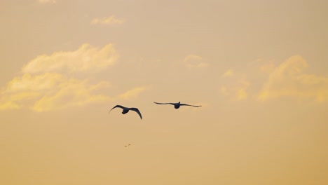 Paar-Große-Höckerschwäne,-Die-Elegant-über-Den-Orangefarbenen-Und-Rosafarbenen-Himmel-Fliegen