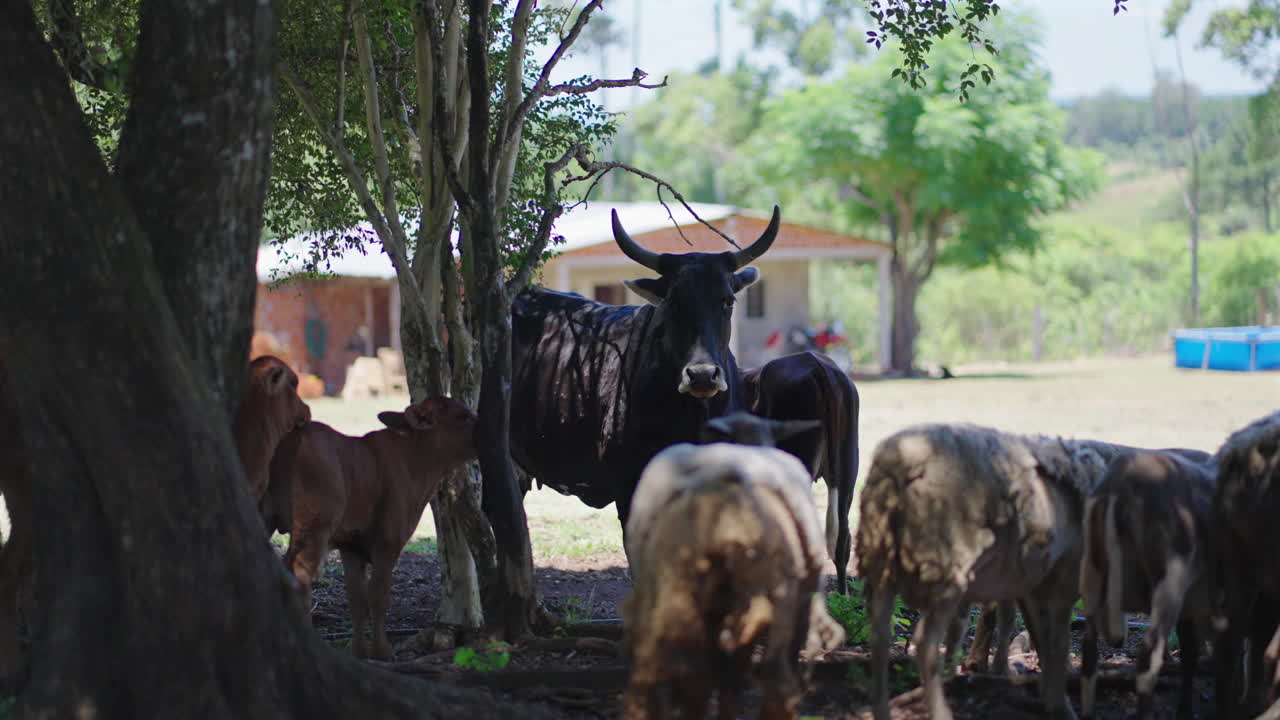 Cattle herd resting under trees in a farmyard setting with a peaceful rural atmosphere.