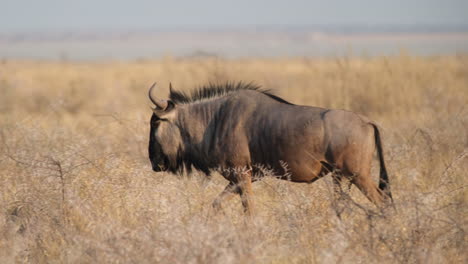 africa - wildebeest leisurely traversing a parched grassland - tracking shot