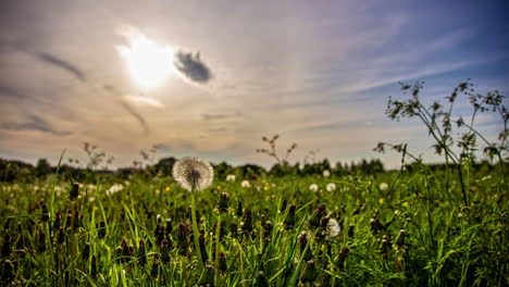 Tiro-De-ángulo-Bajo-De-Halo-De-Sol-En-El-Cielo-Con-La-Vista-Flor-Silvestre-Blanca-En-Plena-Floración-Sobre-Hierba-Verde-Durante-El-Día-En-Timelapse