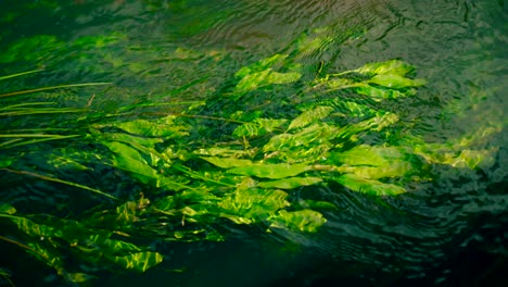 Nahaufnahme-Von-Wasserpflanzen,-Die-Auf-Der-Sauberen-Wasseroberfläche-Schwimmen