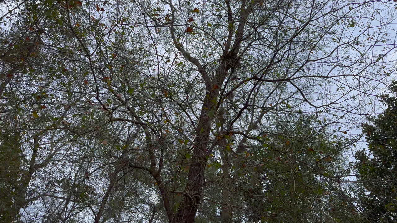 휴이 헬리콥터는 낮은 수준의 지상 보기에서 나무 꼭대기 위로 빠르게 비행합니다.