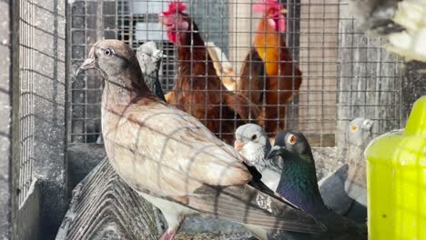 birds inside cage at farm. low angle