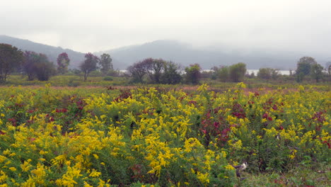 a field of blooming golden rod surrounded by the beauty of the fall colors