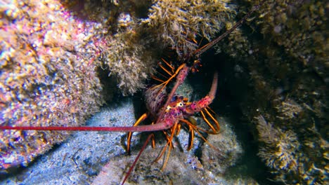 an intimate close-up on a pair of crabs in a den