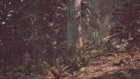 View-in-to-tall-pine-trees-on-a-summers-day