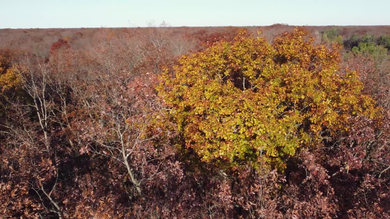 aerial pov vuela a través del desfiladero del niágara durante la temporada de otoño con un paisaje brillante y colorido debajo con toneladas de colores naranja y amarillo, típicos de la temporada de otoño