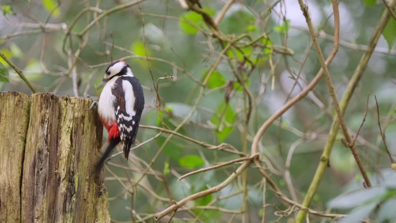 Woodpecker clings vertically on tree trunk, head movement as it surveys forest surroundings
