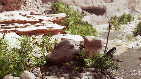 sunlit canyon landscape with rocks and shrubs