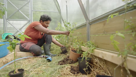 slider, tracking - an indian woman planting tomato plants in a greenhouse