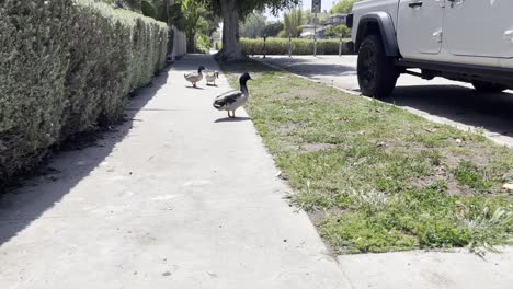 medium shot of ducks on a city street walking on the sidewalk by a car