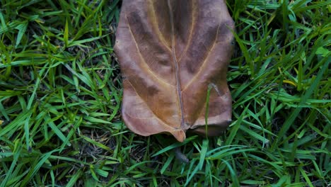 Einsames-Blatt-Auf-Grasboden