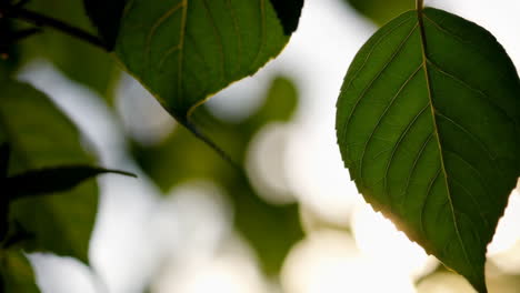 close-up of green leaves with sunlight