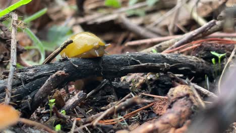 yellow banana slug on a fallen branch peeking out