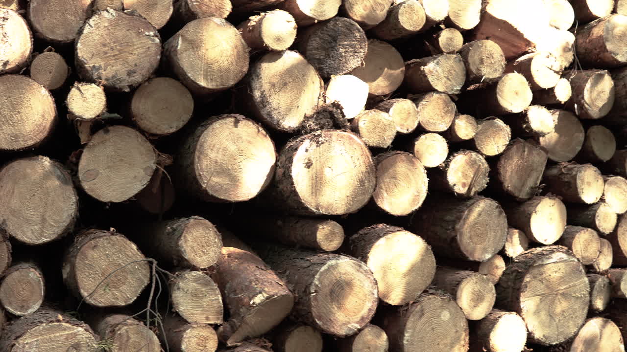 Freshly Cut Wood Trees Piled Up In The Forest With Sunlight In Koleczkowo, Poland. - panning left shot