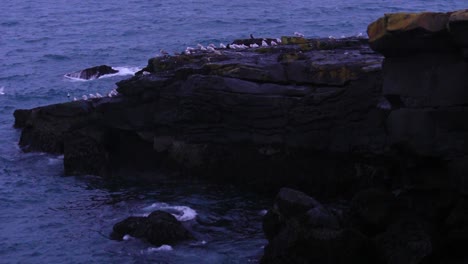 Möwen-Sitzen-Auf-Einem-Felsen,-Der-Auf-Einem-Felsen-An-Der-Isländischen-Küste-Ruht