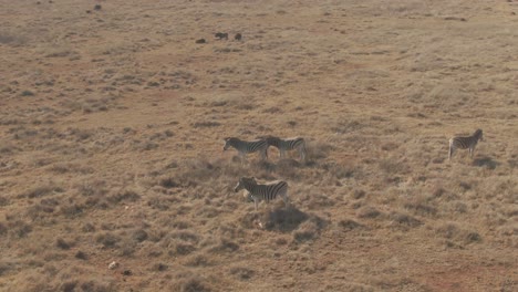 Drohnen-Luftparalax-Auf-Zebraherde-In-Freier-Wildbahn-An-Kalten-Wintermorgen