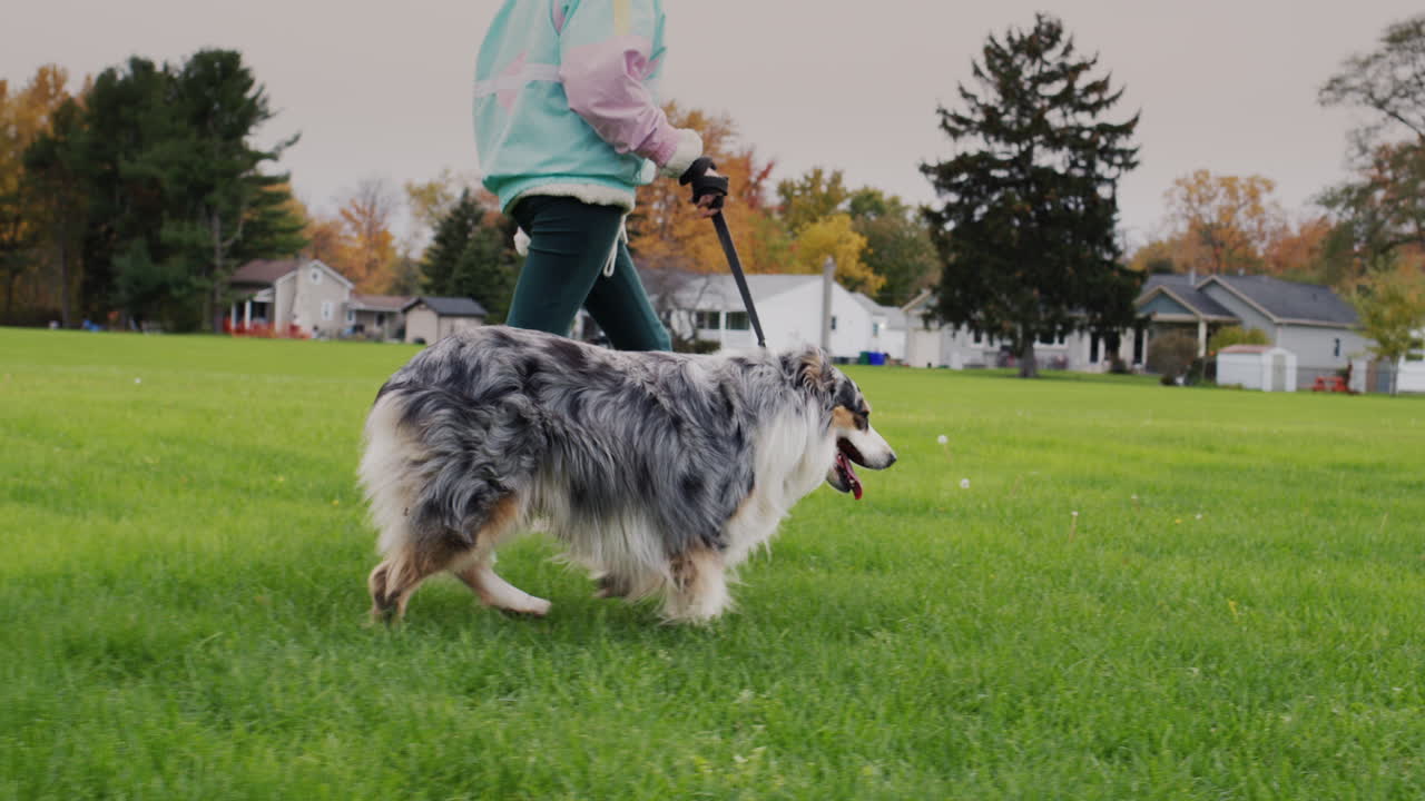 한 아이 가 가을 의 공원 에서  ⁇ 줄 을  ⁇ 고 있는 목자 개 와 함께  ⁇ 고 있다