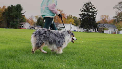 un niño camina con un perro pastor en una correa en el parque de otoño