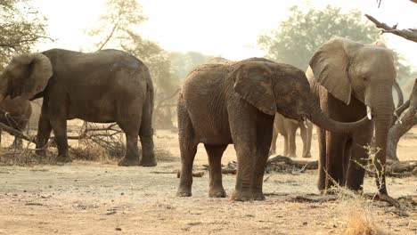 Young-Elephant-Touching-Another-With-Its-Trunk-in-South-Africa