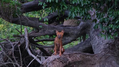 dhole, cuon alpinus, khao yai national park