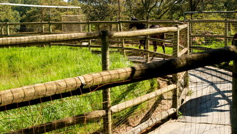 Horses-getting-exercise-developing-stamina-through-use-of-mechanical-hot-walker