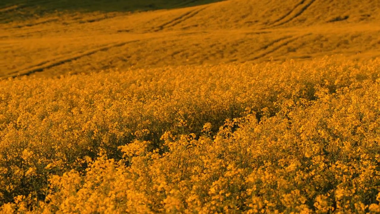 Veduta aerea con drone che guarda dall'alto fitti fiori di colza gialli in fiore con deboli linee di filari di trattori, Moravia, Repubblica Ceca