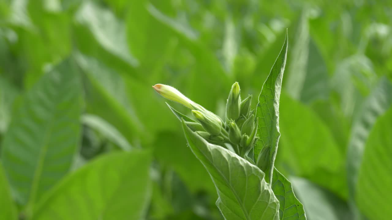 detalle de flor de tabaco